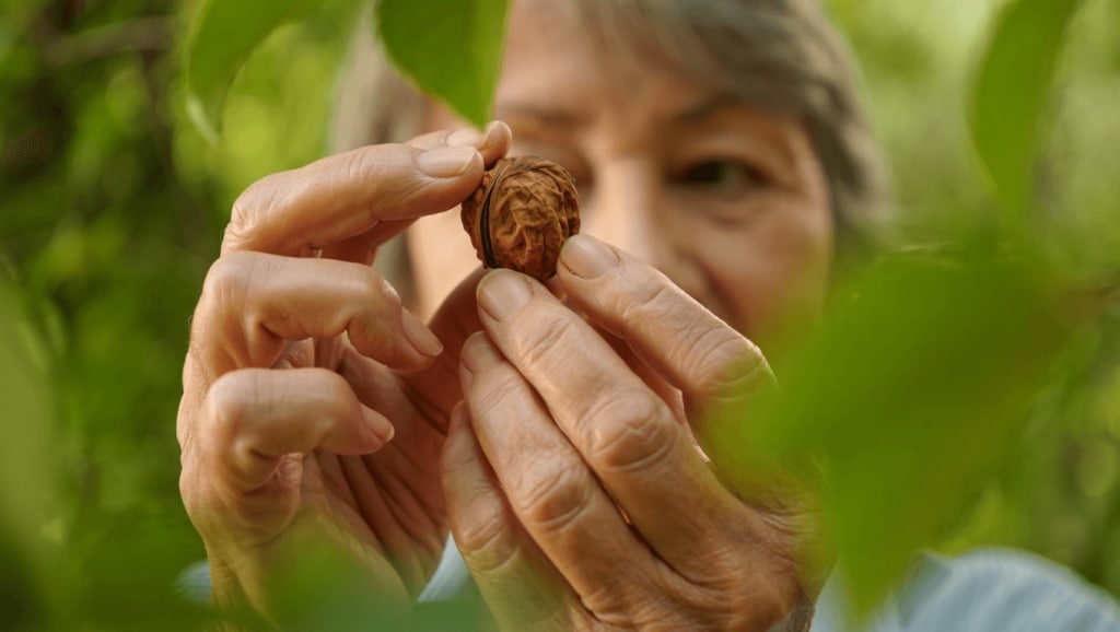 Eat This Nut Daily To Decrease Your Risk Of Cognitive Decline (No, Not Brazil Nuts)