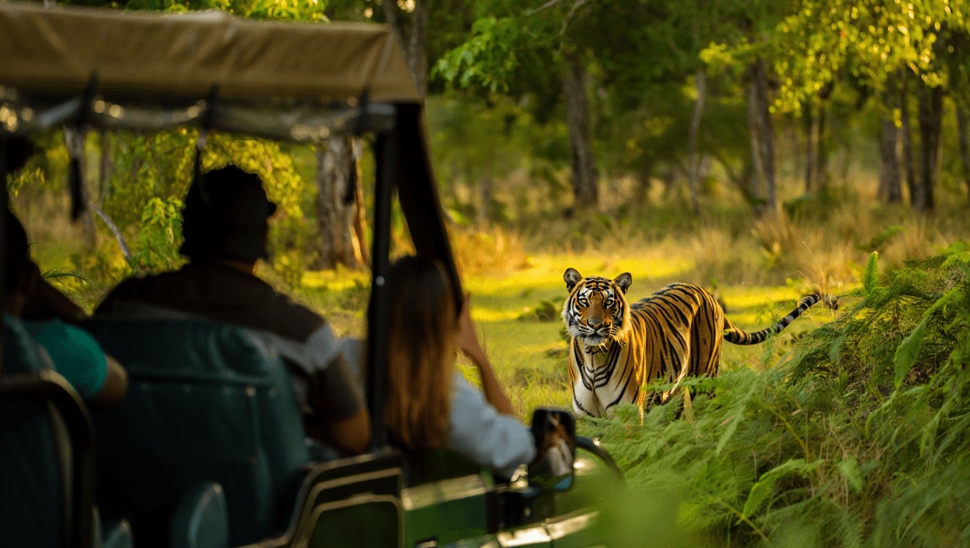 A guide to safari in India