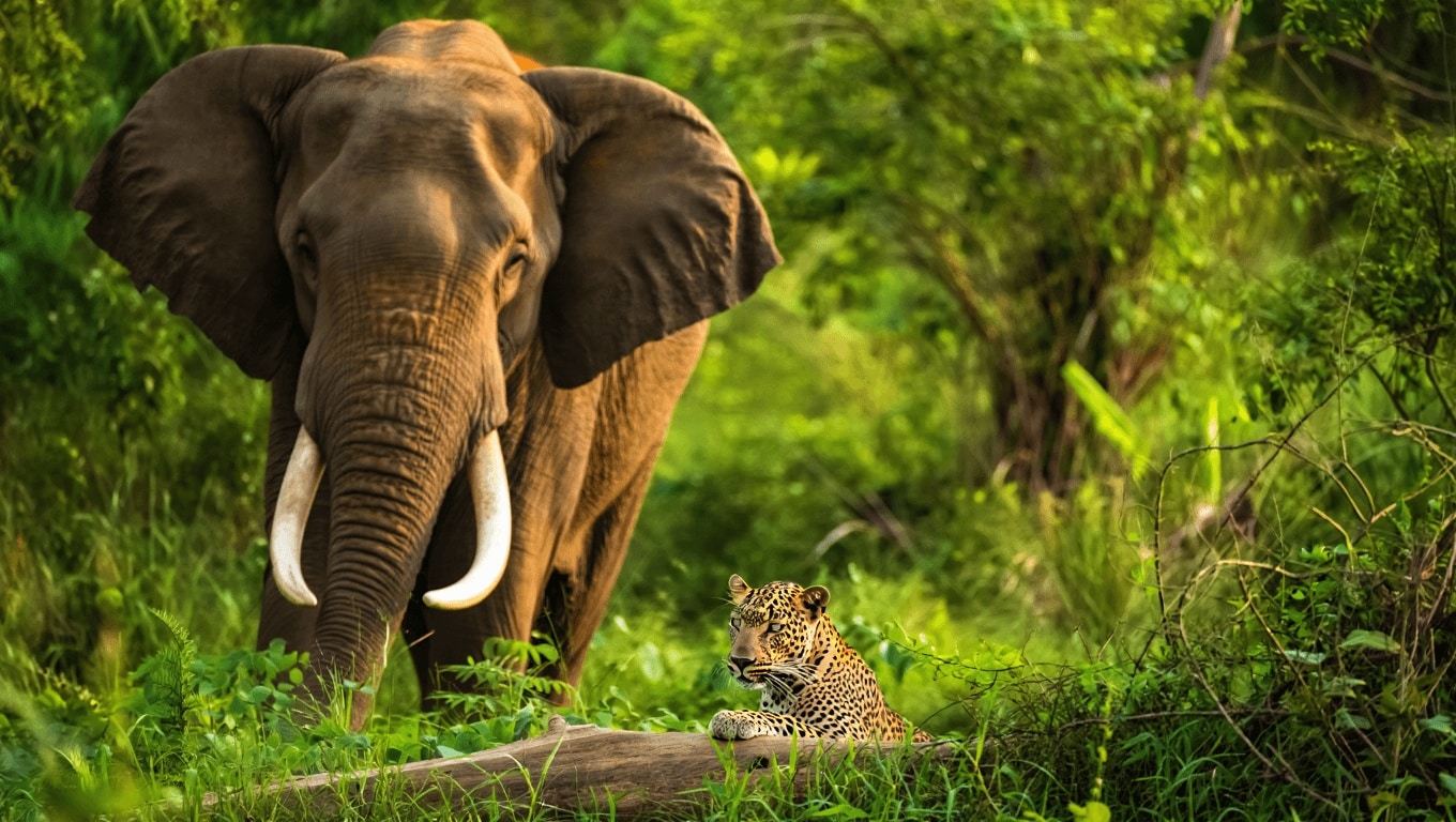 The best places for safari experiences in Sri Lanka